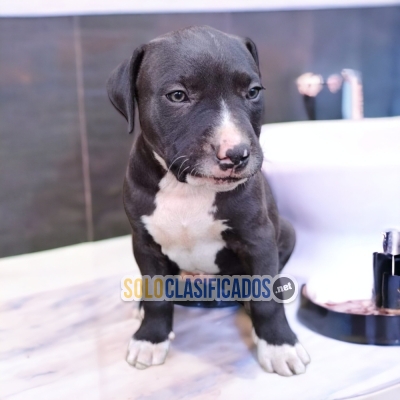 PITBULL PITBULL Beautiful puppies available  with the best market... 