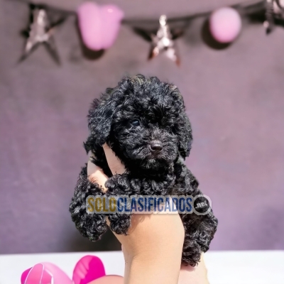 FRENCH POODLE NEGRO DISPONIBLE NORTH CAROLINA... 