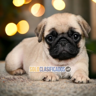PUG     IT WILL BE YOUR BEST COMPANY FROM NOW ON CHEER UP NOW... 
