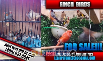 Finch birds for a new home now!!!... 