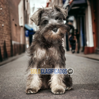 SCHNAUZER MINI A FURRY FOR YOUR HOME... 