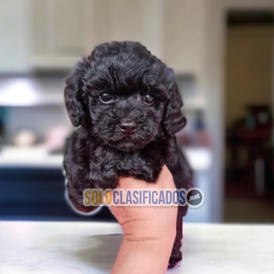 SALE RACE FRENCH POODLE NEGRO... 