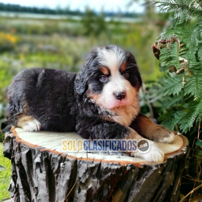 HERMOSOS CACHORROS BERNES DE MONTAÑA... 