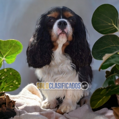 FURRY CAVALIER  KING SPANIEL AVAILABLE... 