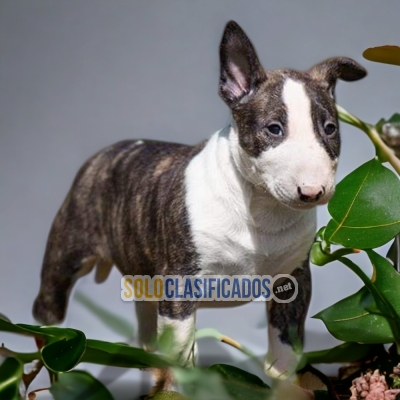 1BEAUTIFUL BULL TERRIER  PUPPY FOR SALE... 