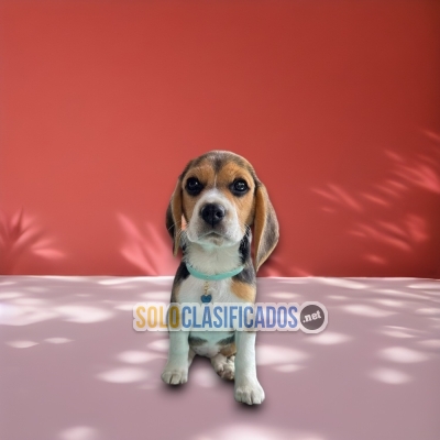 Dogs Beagle Poket American... 