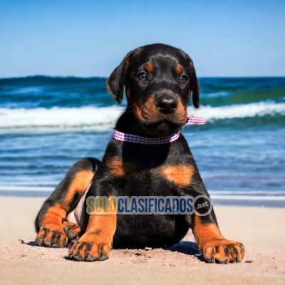 HERMOSO CACHORRO DOBERMAN... 