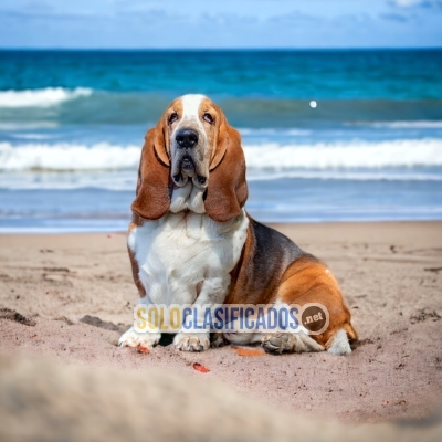 SWEETIE BASSET HOUND FOR FAMILY... 