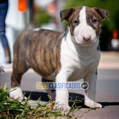 BULL TERRIER ilinois... 