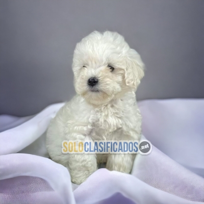 FRENCH POODLE NORMAL DISPONIBLE AQUI YA... 