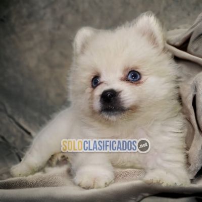 BEAUTIFUL POMSKY PUPPY  FOR SALE... 