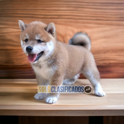 Beautiful puppies available AKITA INU JAPONES DR... 