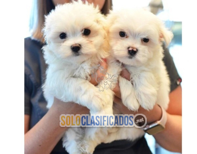 Solo Clasificados - Regalo cachorros bichón Maltés para adopcion contáctame - imagen: 1