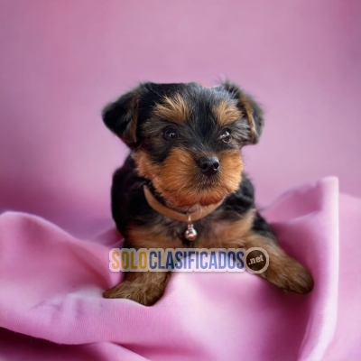 Preciosos y encantadores cachorros YORKSHIRE TERRIER... 