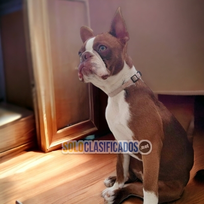 PUPPIES AVAILABLE BOSTON TERRIER... 