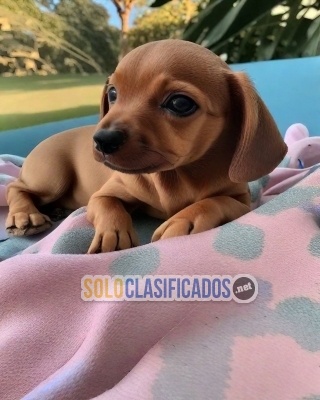 Beautiful puppies available SALCHICHA... 