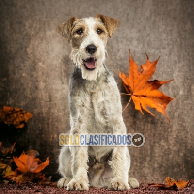 FOX TERRIER PELO LARGO IDEAL FOR YOUR HOME... 