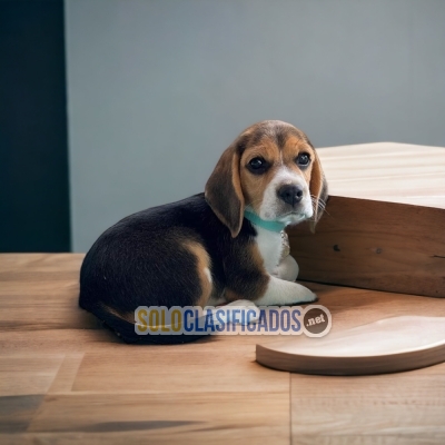 Cachorritos perfecto?! Beagle Pocket Americano... 