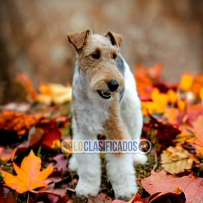 FOX TERRIER PELO LARGO NORTH C... 