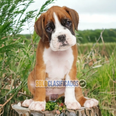 BOXER DOGS AVAILABLE... 