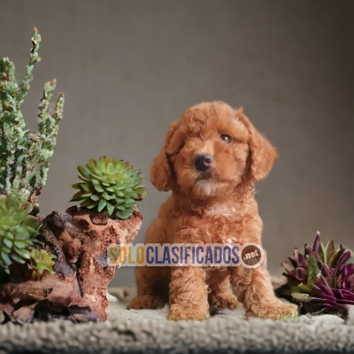 Bonito cachorro raza French Poodle Apricot... 