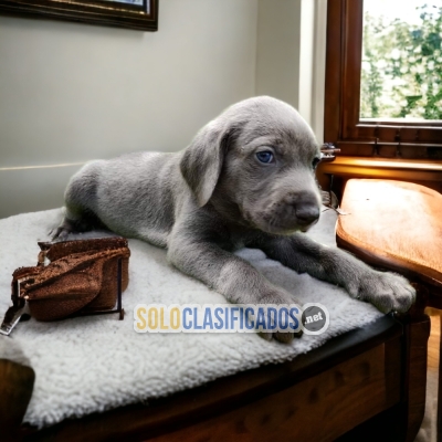 Lindo cachorro weimaraner para su hogar... 