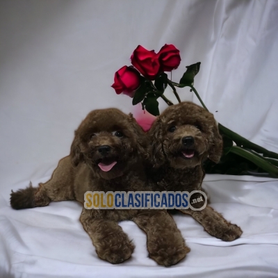 DISPONIBLES HERMOSOS FRENCH POODLE CHOCOLATE / FRENCH POODLE CHOC... 