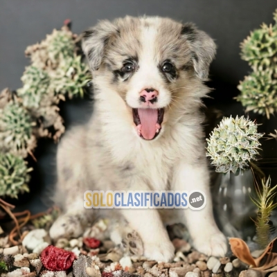 LINDO BODER COLLIE  EXOTICO DISPONIBLE AQUI AL MEJOR PRECIO... 