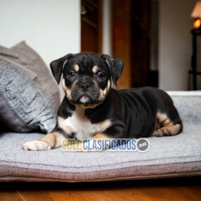 Beautiful puppies available AMERICAN BULLY DR... 