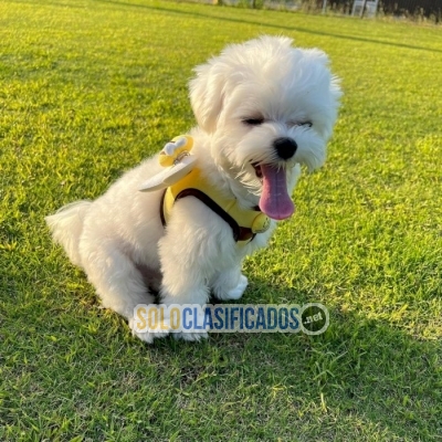 Adorable black and white maltese puppies... 