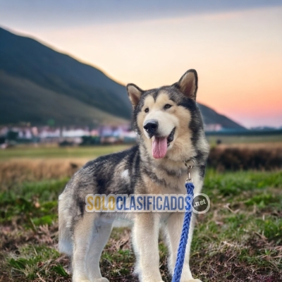 ALASKAN MALAMUTE  HE IS A WONDERFUL FAITHFUL FRIEND... 