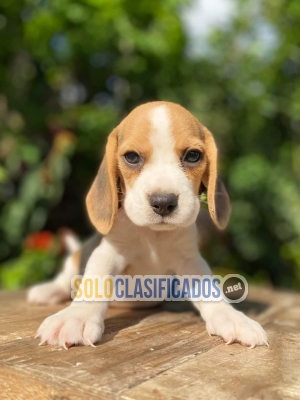 BEAGLE HARRIER Hermosos cachorros disponibles... 