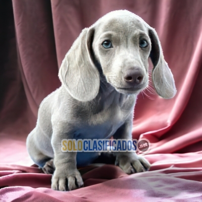 DACHSHUND BLUE AVAILABLE NOW  THE BEST PRICE... 