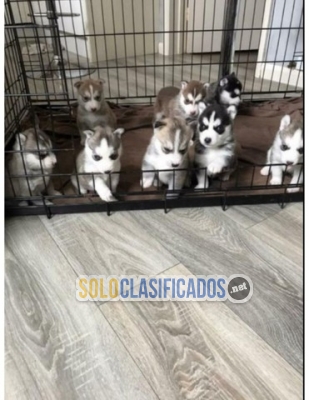 Dos cachorros de husky siberiano necesitan una nueva familia... 