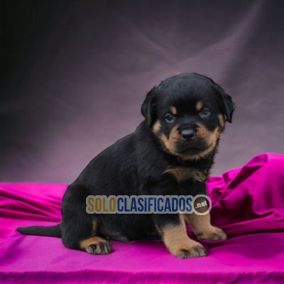 ROTTWEILER DISPONIBLE/AVAILABLE... 
