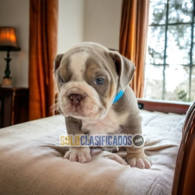 Exotic English Bulldog Elegant Puppies... 