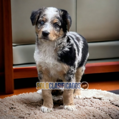 BORDER COLLIE DISPONIBLE/AVAILABLE... 