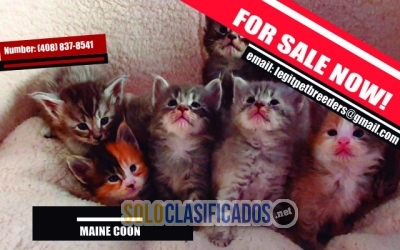 MAINE COON KITTENS FOR SALE... 