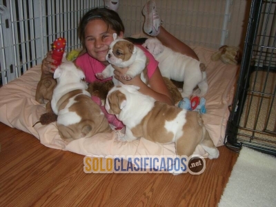 Lindos cachorros de bulldog ingles para adopcion... 