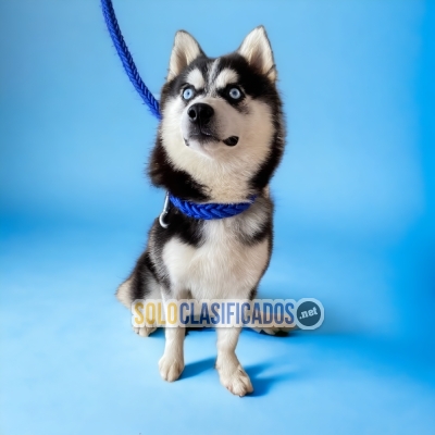 Bello cachorro Alaskan Malamute... 