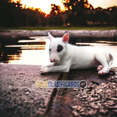 BULL TERRIER DISPONIBLE NORTH CAROLINA YA... 