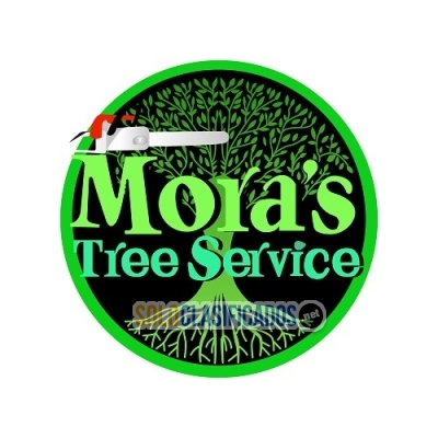 moras tree service LLC  moras tree service LLC... 