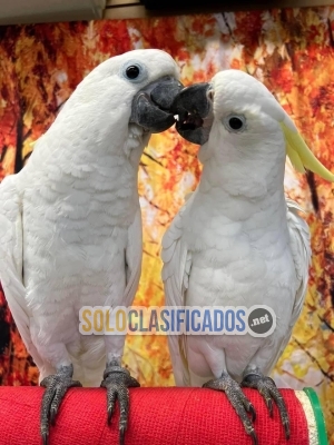 Loros y huevos fértiles de loro {695876136}...