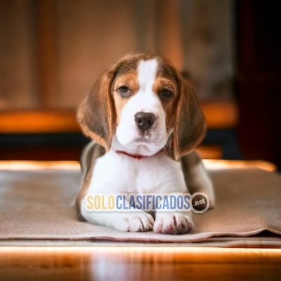 Furry BEAGLE POKET... 