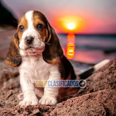 BASSET HOUND IN NORTH CAROLINA... 