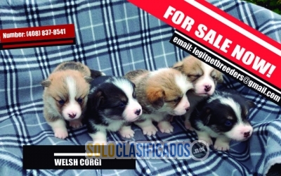 WELSH CORGI PUPPIES FOR SALE... 