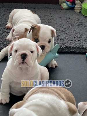 Cachorros bulldogs ingleses en adopcións... 