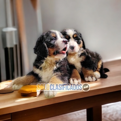 Hermosos cachorros disponibles BERNESE MOUNTAIN DOG... 