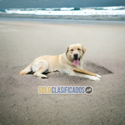 Admirables Perritos de raza Labrador Retrievier... 