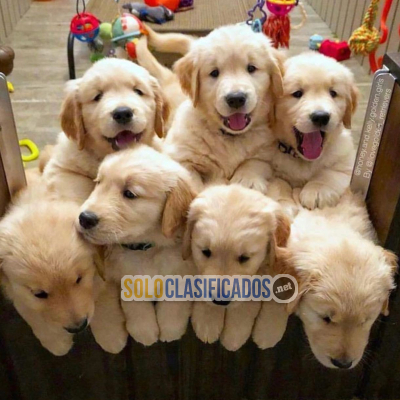 Dos cachorros de golden retriever listos para una nueva familia... 